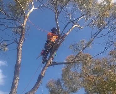 Man in a tree with a view of the sky behind